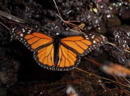 Población de mariposas monarca en México aumenta un 64% en la temporada 2025-2026
