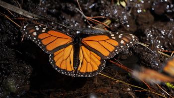 Población de mariposas monarca en México aumenta un 64% en la temporada 2025-2026