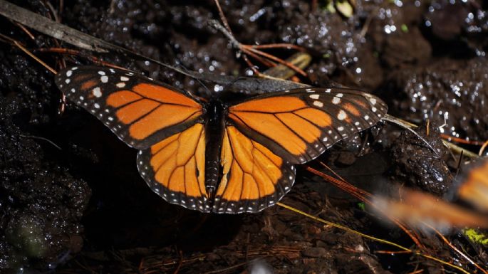 Población de mariposas monarca en México aumenta un 64% en la temporada 2025-2026