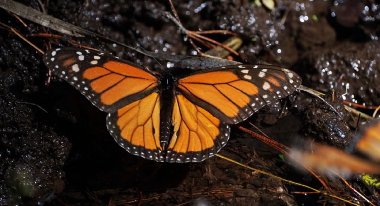 Población de mariposas monarca en México aumenta un 64% en la temporada 2025-2026