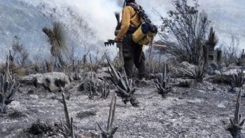 Tamaulipas logra la liquidación total del incendio forestal en Bustamante