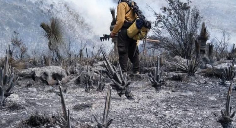 Tamaulipas logra la liquidación total del incendio forestal en Bustamante