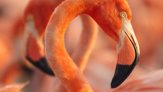 Hagerman reúne a Julieta Venegas en “Flamingos”, documental sobre las aves de Yucatán
