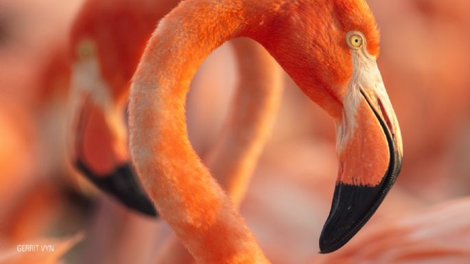 Hagerman reúne a Julieta Venegas en “Flamingos”, documental sobre las aves de Yucatán