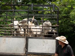Detectan gusano barrenador en Yecapixtla, Tlaquiltenango y Coatetelco, Morelos