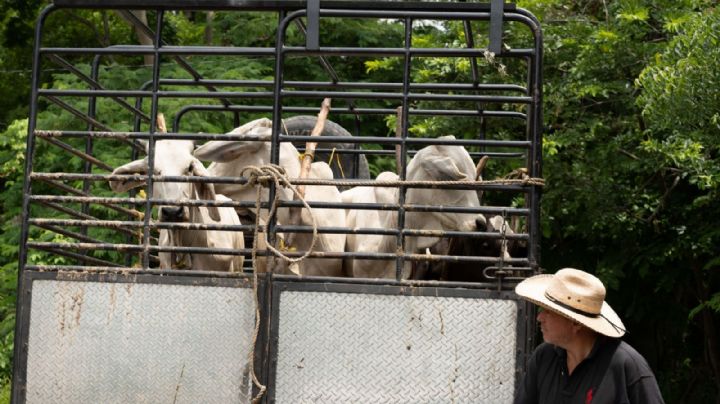 Se está atendiendo, no hay negligencia del gobierno: Sheinbaum acerca del gusano barrenador