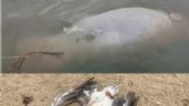 Foto ilustrativa de la nota titulada: Hallan manatí y pelicano muertos en río Coatzacoalcos en Veracruz