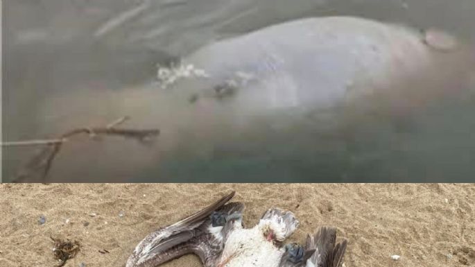 Hallan manatí y pelicano muertos en río Coatzacoalcos en Veracruz