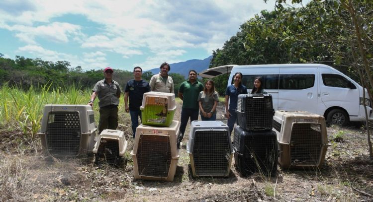 ¡Vuelven a la vida silvestre! Tamaulipas libera especies tras rehabilitación especializada