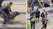 Foto ilustrativa de la nota titulada: Perro policía neutralizó a delincuente en San Diego (Video)
