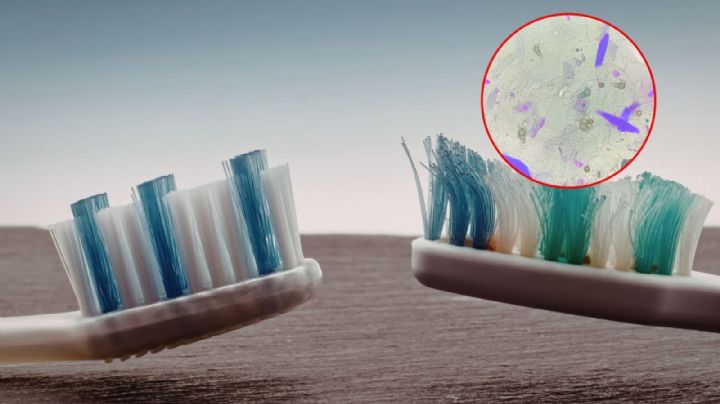 ¿Guardas mal tu cepillo? La UNAM explica cómo limpiarlo y cuándo cambiarlo