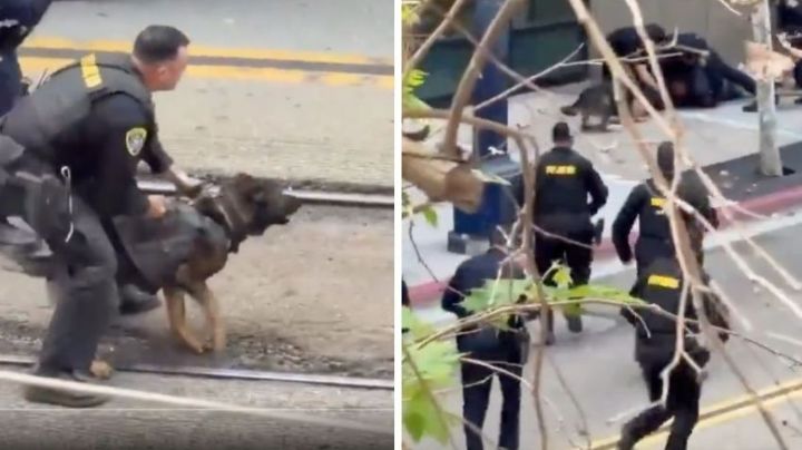 Perro policía neutralizó a delincuente en San Diego (Video)