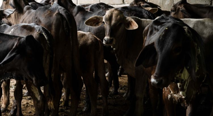 Ante promesa incumplida del gobierno de Sheinbaum, ganaderos apuestan por engorda bovina