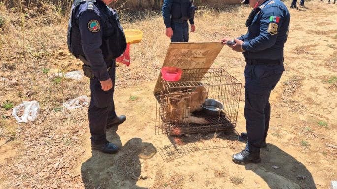 Activistas y autoridades de CDMX discrepan por hallazgo de decenas de perros muertos en Topilejo