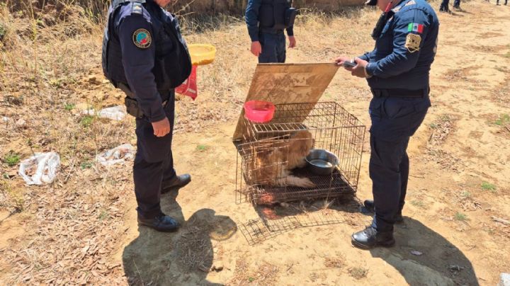 Activistas y autoridades de CDMX discrepan por hallazgo de decenas de perros muertos en Topilejo