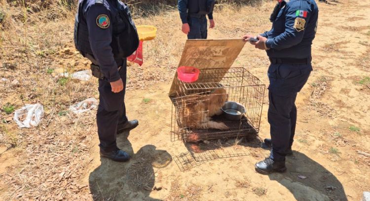 Activistas y autoridades de CDMX discrepan por hallazgo de decenas de perros muertos en Topilejo