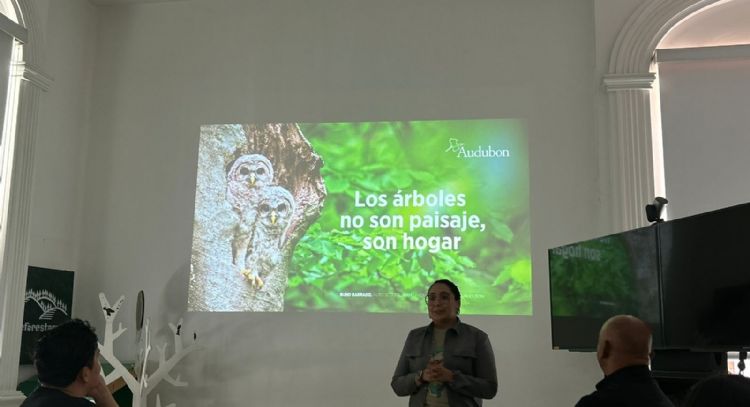 Árboles, resistencia del equilibrio ecológico en la CDMX