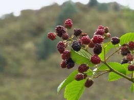 De la tierra al mercado global: jóvenes que cultivan futuro en territorios violentos