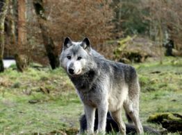 Niño de 18 meses es mordido por lobo en zoológico mientras sus padres usaban el celular