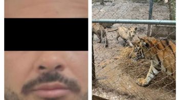 Cae José Antonio “N”, líder de una célula del Cártel de Noroeste; decomisan armas y siete tigres