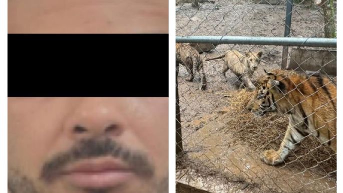 Cae José Antonio “N”, líder de una célula del Cártel de Noroeste; decomisan armas y siete tigres