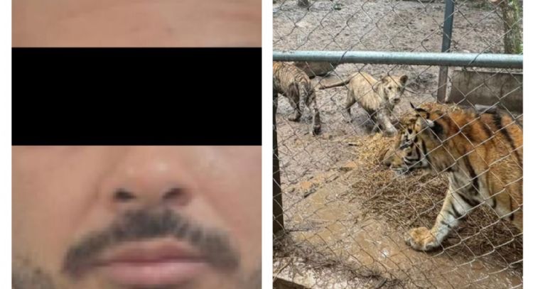 Cae José Antonio “N”, líder de una célula del Cártel de Noroeste; decomisan armas y siete tigres