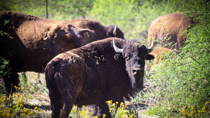 Gobernador Durazo y Gobierno de México fortalecen la conservación del bisonte en Sonora