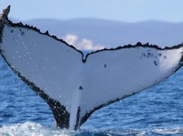 Dos ballenas jorobadas baten récords al nadar entre Australia y Brasil