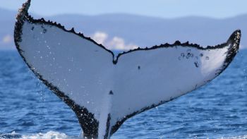 Dos ballenas jorobadas baten récords al nadar entre Australia y Brasil