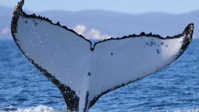 Dos ballenas jorobadas baten récords al nadar entre Australia y Brasil