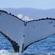 Dos ballenas jorobadas baten récords al nadar entre Australia y Brasil