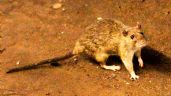 Foto ilustrativa de la nota titulada: Tres muertos por hantavirus en un crucero de lujo que partió desde Argentina hacia Canarias
