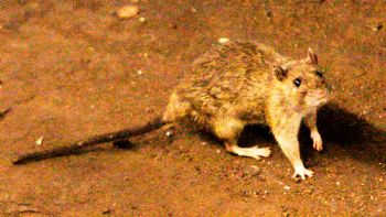 Tres muertos por hantavirus en un crucero de lujo que partió desde Argentina hacia Canarias