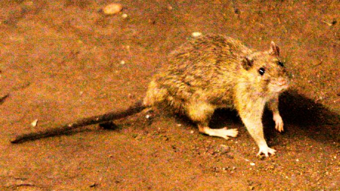 Tres muertos por hantavirus en un crucero de lujo que partió desde Argentina hacia Canarias
