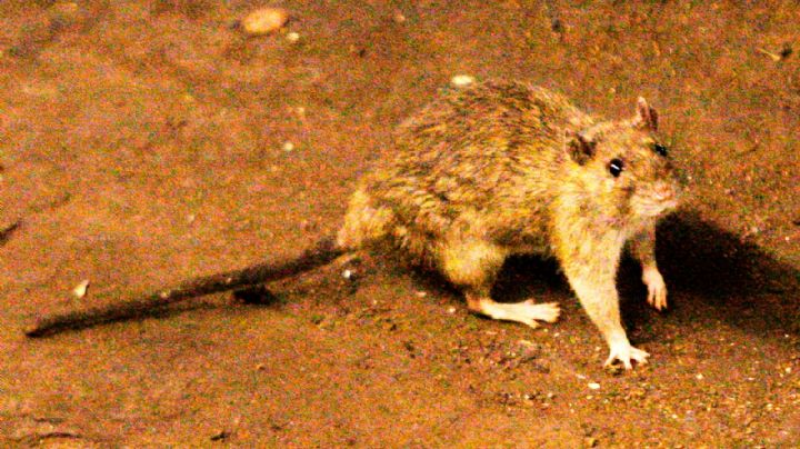 Tres muertos por hantavirus en un crucero de lujo que partió desde Argentina hacia Canarias