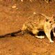 Tres muertos por hantavirus en un crucero de lujo que partió desde Argentina hacia Canarias