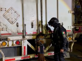 Mariguana valuada en 15 millones de pesos fue detectada en un tractocamión que circulaba en la CDMX