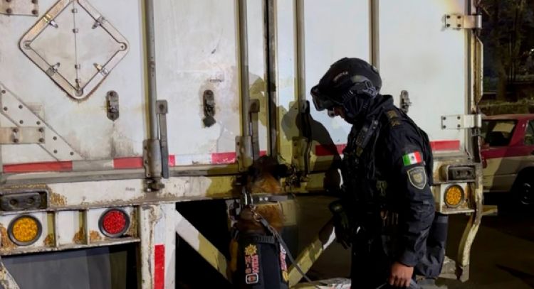 Mariguana valuada en 15 millones de pesos fue detectada en un tractocamión que circulaba en la CDMX