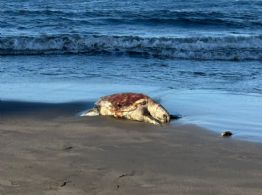 Alertan riesgos para especies en peligro de extinción por perforación petrolera en Golfo de México