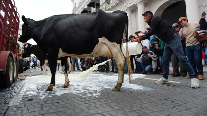 Ganaderos de Veracruz tiran leche tras cierre de centro de acopio del Bienestar